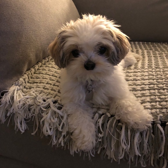 Meet your Posher, Tara - Picture 2 of 2